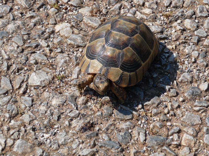 P1000394.JPG -   Auf dem Weg von Githio nach Monemvassia trifft man eigentlich immer auf die griechische Landschildkrte.  