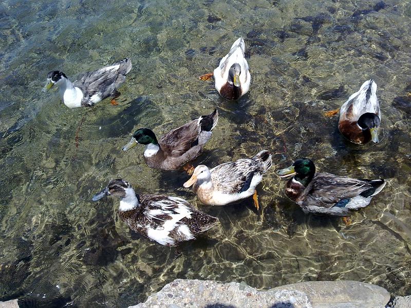 17052012196.jpg -   Plytra, Peleponnes: Die Enten sind echt aufdringlich  