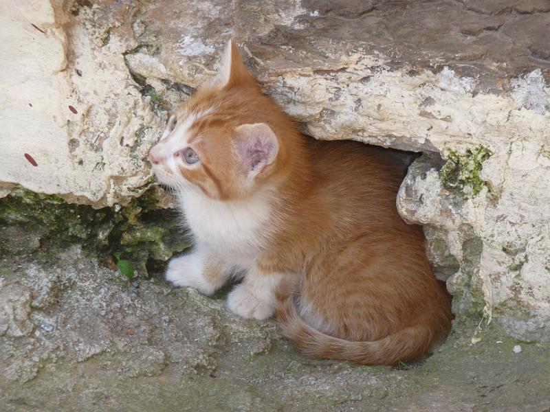 P1010800.JPG -   Mistras, Pantanassa: Ein Katzennest im Abfluss  